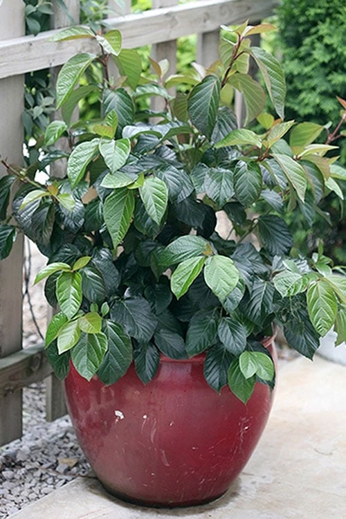  Shiny Dancer Viburnum - 2 Gallon Pot