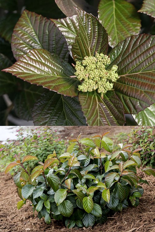  Shiny Dancer Viburnum - 2 Gallon Pot
