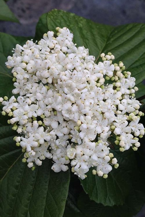  Shiny Dancer Viburnum - 2 Gallon Pot