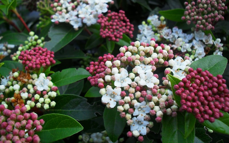  Spring Bouquet Viburnum - 3 Gallon Pot