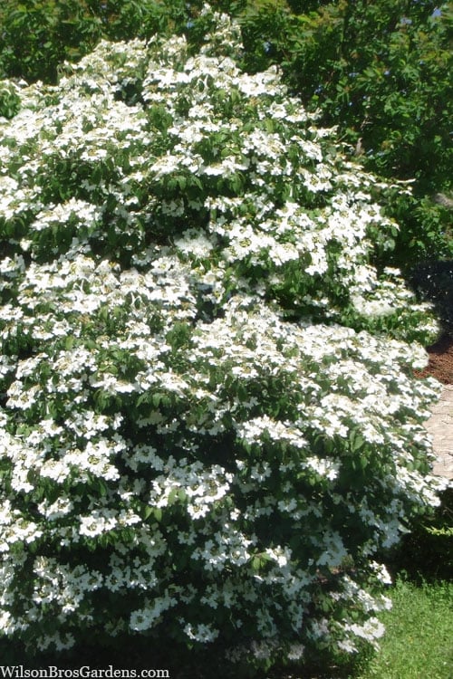  Summer Snowflake Viburnum - 1 Gallon Pot