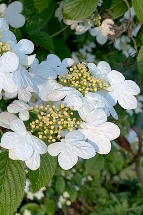  Summer Snowflake Viburnum - 1 Gallon Pot