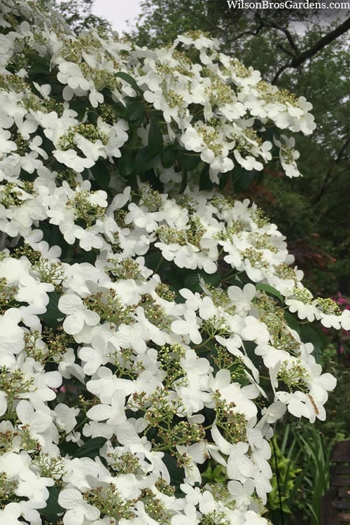  Summer Snowflake Viburnum - 1 Gallon Pot