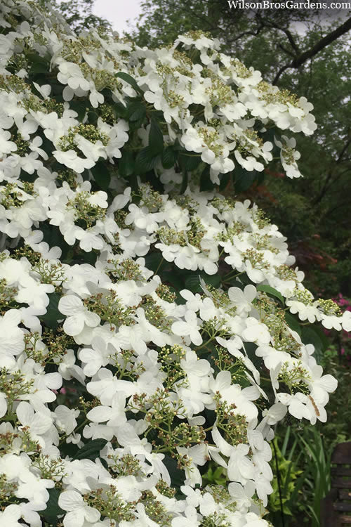  Summer Snowflake Viburnum - 1 Gallon Pot