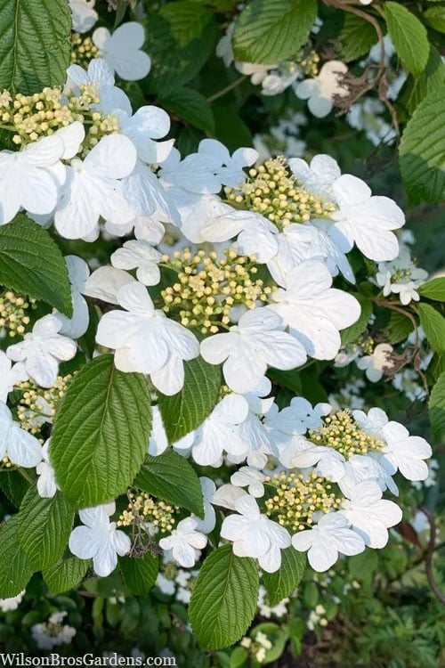  Summer Snowflake Viburnum - 1 Gallon Pot