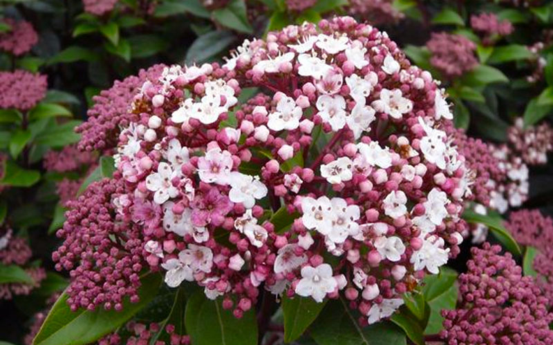  Spirit Viburnum - 3 Gallon Pot