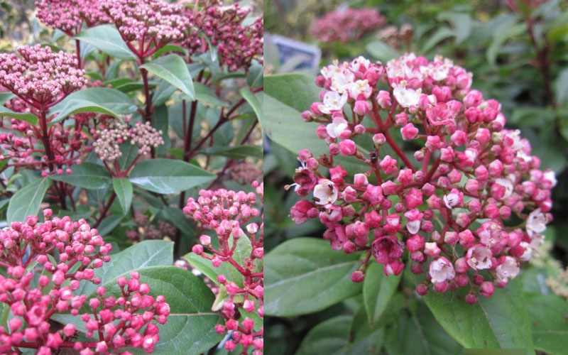  Spirit Viburnum - 3 Gallon Pot