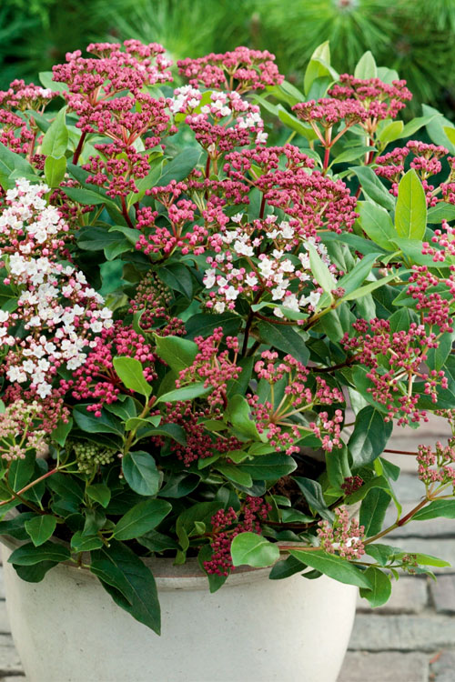  Spirit Viburnum - 3 Gallon Pot