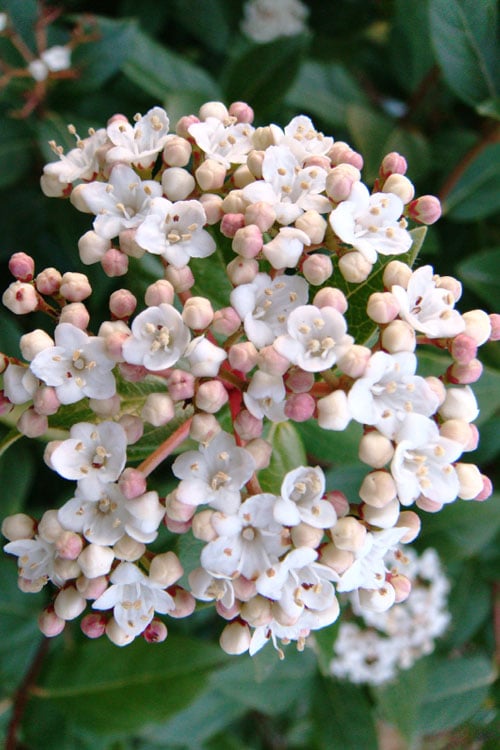  Spring Bouquet Viburnum - 1 Gallon Pot