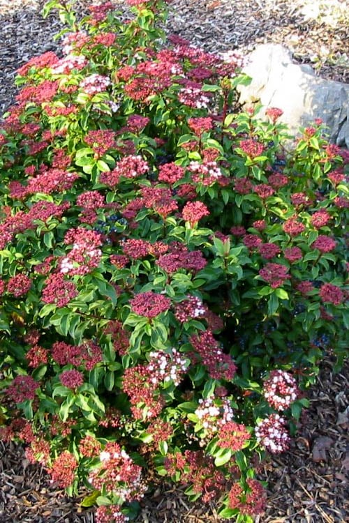  Spring Bouquet Viburnum - 1 Gallon Pot