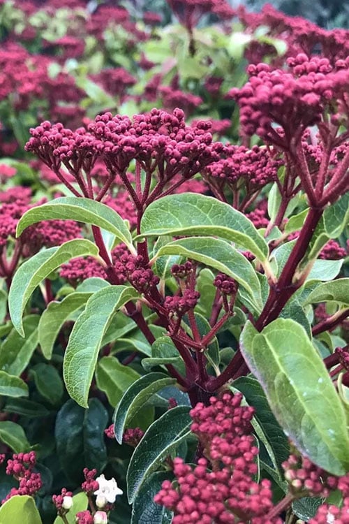  Spring Bouquet Viburnum - 3 Gallon Pot