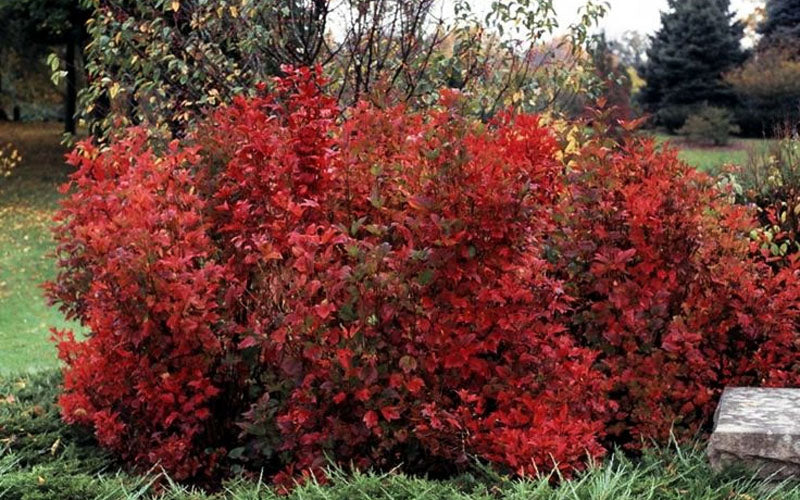  Compact Cranberry Viburnum - 1 Gallon Pot