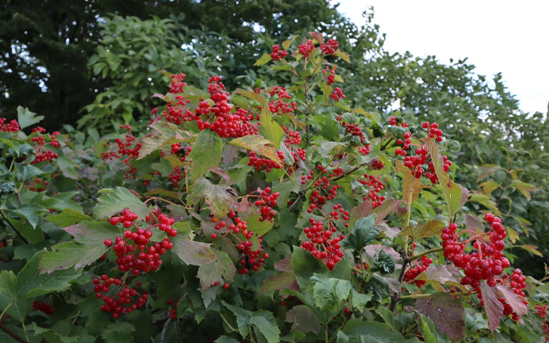 Compact Cranberry Viburnum - 1 Gallon Pot