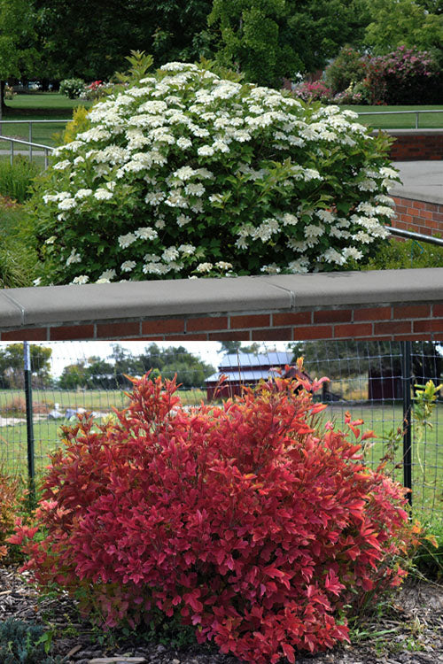  Compact Cranberry Viburnum - 1 Gallon Pot