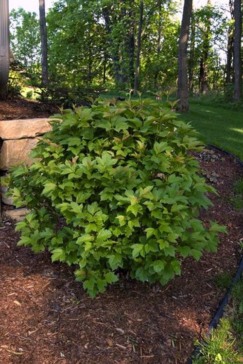  Compact Cranberry Viburnum - 1 Gallon Pot