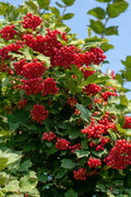  Compact Cranberry Viburnum - 1 Gallon Pot