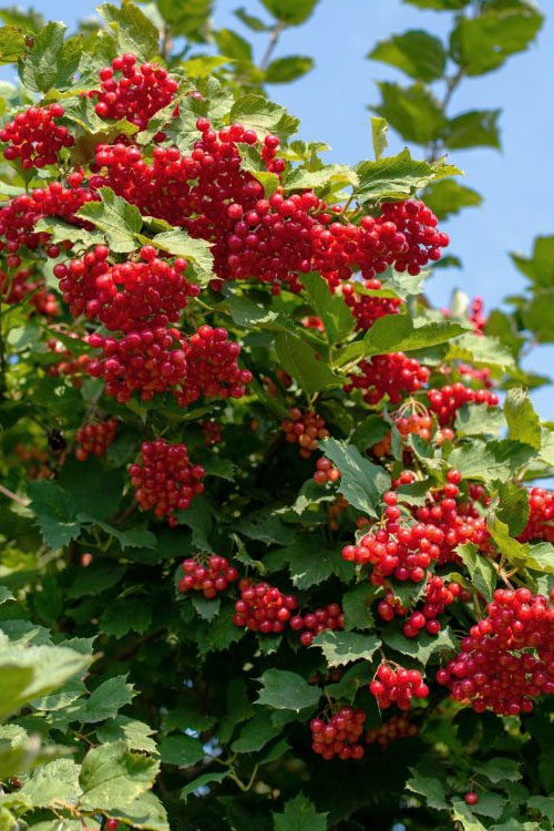  Compact Cranberry Viburnum - 1 Gallon Pot