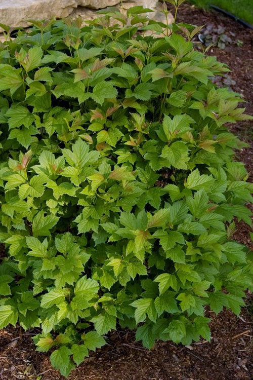  Compact Cranberry Viburnum - 1 Gallon Pot