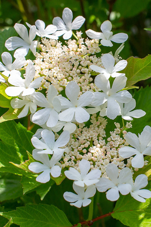  Compact Cranberry Viburnum - 1 Gallon Pot