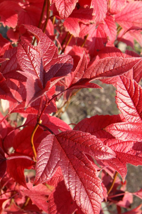  Compact Cranberry Viburnum - 1 Gallon Pot