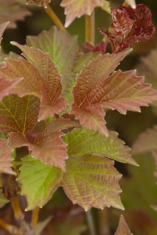  Compact Cranberry Viburnum - 1 Gallon Pot