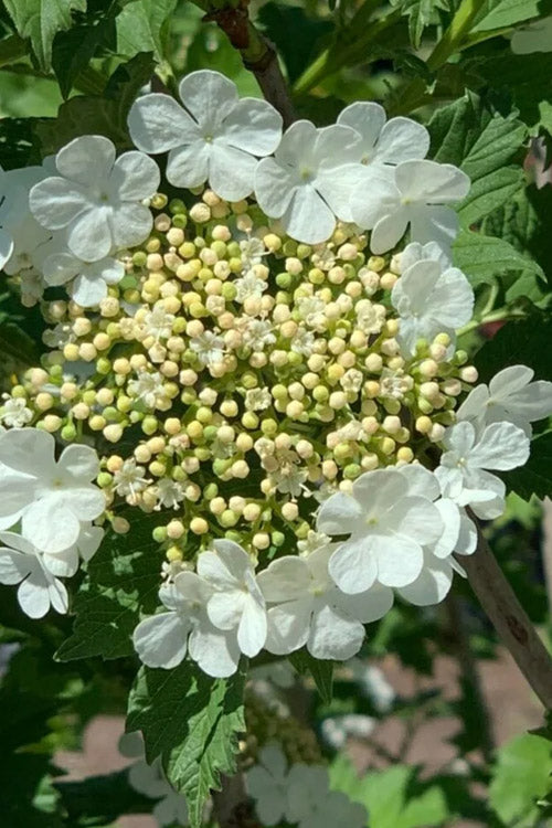  Compact Cranberry Viburnum - 1 Gallon Pot