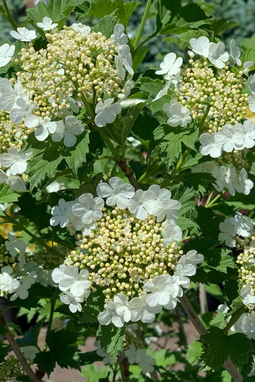  Compact Cranberry Viburnum - 1 Gallon Pot