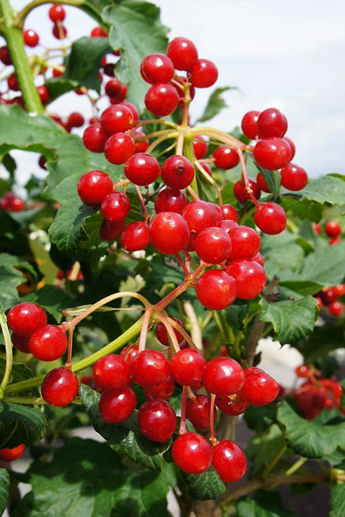  Compact Cranberry Viburnum - 1 Gallon Pot