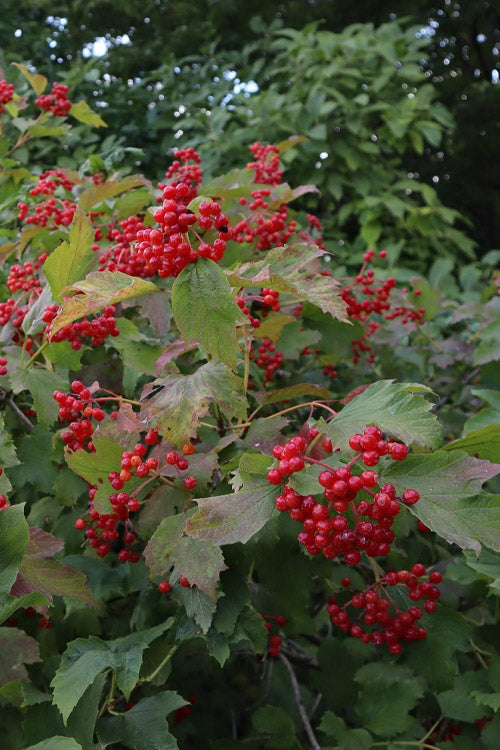 Compact Cranberry Viburnum - 1 Gallon Pot