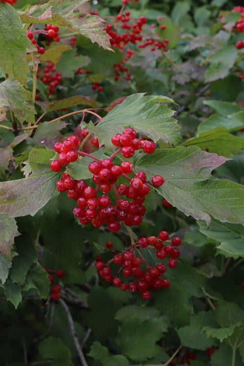  Compact Cranberry Viburnum - 1 Gallon Pot