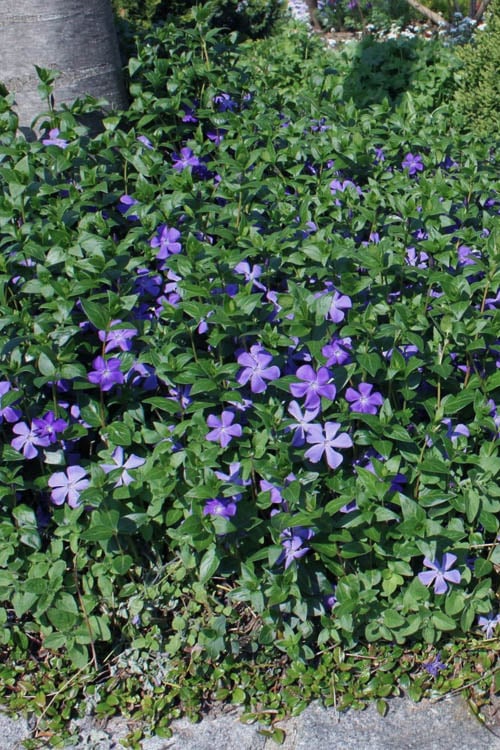  Bigleaf Periwinkle (Vinca Major) - 8 Pack Of 2.5" Pots