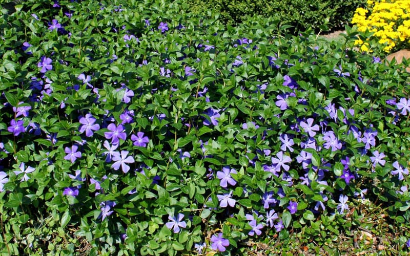  Bigleaf Periwinkle (Vinca Major) - 8 Pack Of 2.5" Pots
