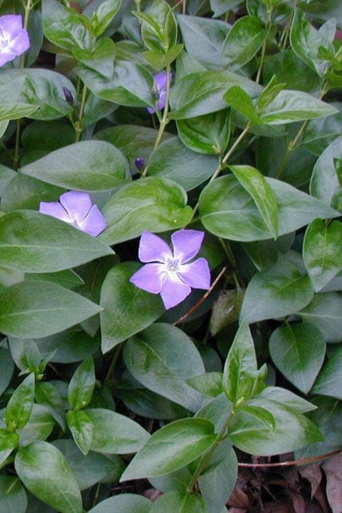  Bigleaf Periwinkle (Vinca Major) - 8 Pack Of 2.5" Pots