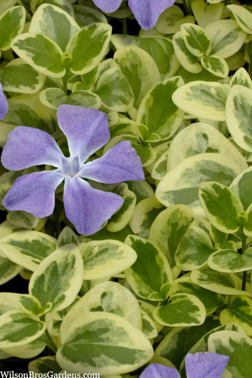  Expoflora Variegated Bigleaf Periwinkle (Vinca Major) - 18 Pack Of Pint Pots