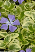  Expoflora Variegated Bigleaf Periwinkle (Vinca Major) - 18 Pack Of Pint Pots