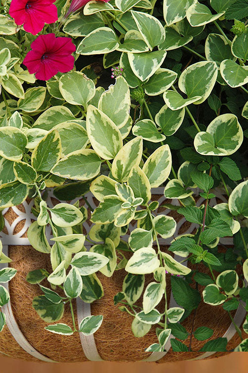  Expoflora Variegated Bigleaf Periwinkle (Vinca Major) - 18 Pack Of Pint Pots