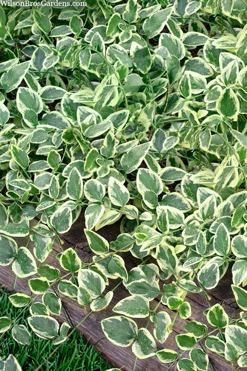  Variegated Bigleaf Periwinkle - Vinca Major 'Variegata' - 10 Pack Of Pint Pots