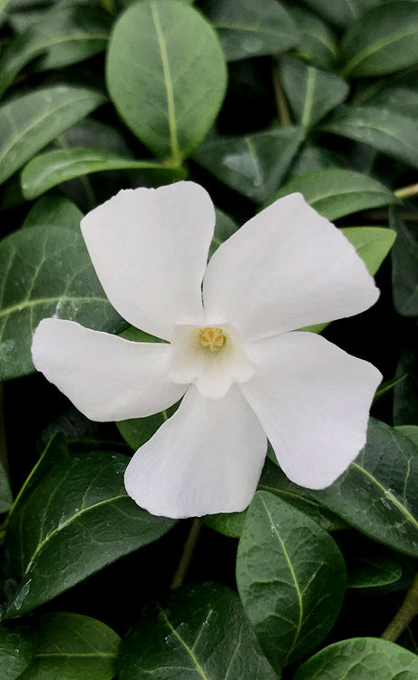  White Evergreen Periwinkle (Vinca Minor 'Alba') - 5 Pack Of Pint Pots