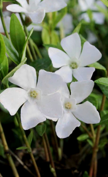  White Evergreen Periwinkle (Vinca Minor 'Alba') - 5 Pack Of Pint Pots
