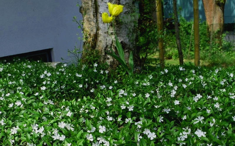  White Evergreen Periwinkle (Vinca Minor 'Alba') - 5 Pack Of Pint Pots