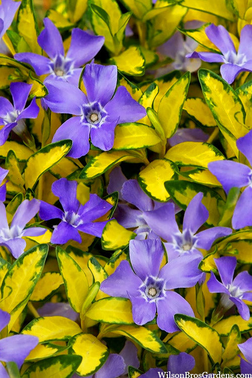  Illumination Variegated Periwinkle (Vinca Minor) - 5 Pack Of Pint Pots