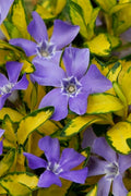  Illumination Variegated Periwinkle (Vinca Minor) - 18 Pack Of Pint Pots