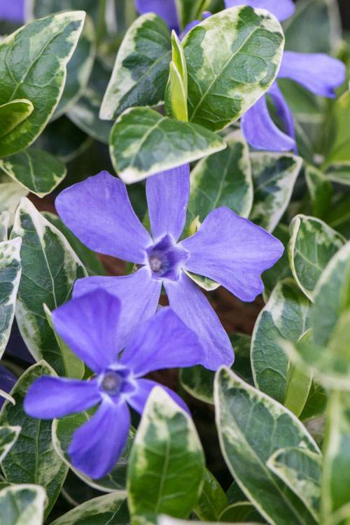 Ralph Shugert Variegated Periwinkle (Vinca Minor) - 10 Pack Of Pint Pots
