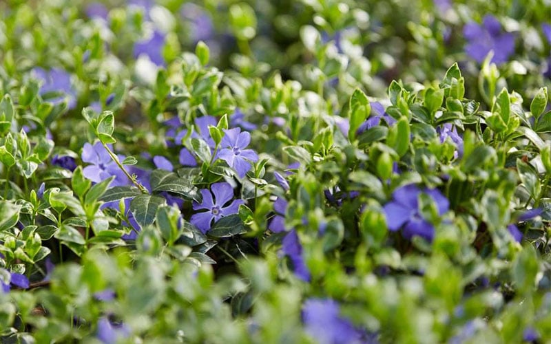  Ralph Shugert Variegated Periwinkle - Vinca Minor - 3 Pack Of Pint Pots