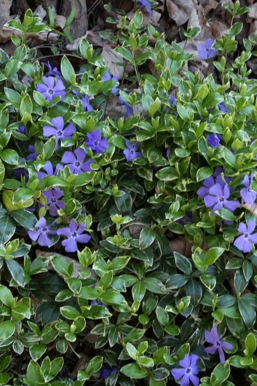  Ralph Shugert Variegated Periwinkle - Vinca Minor - 3 Pack Of Pint Pots