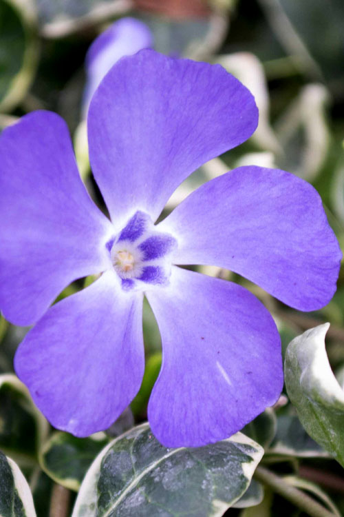  Ralph Shugert Variegated Periwinkle (Vinca Minor) - 10 Pack Of Pint Pots