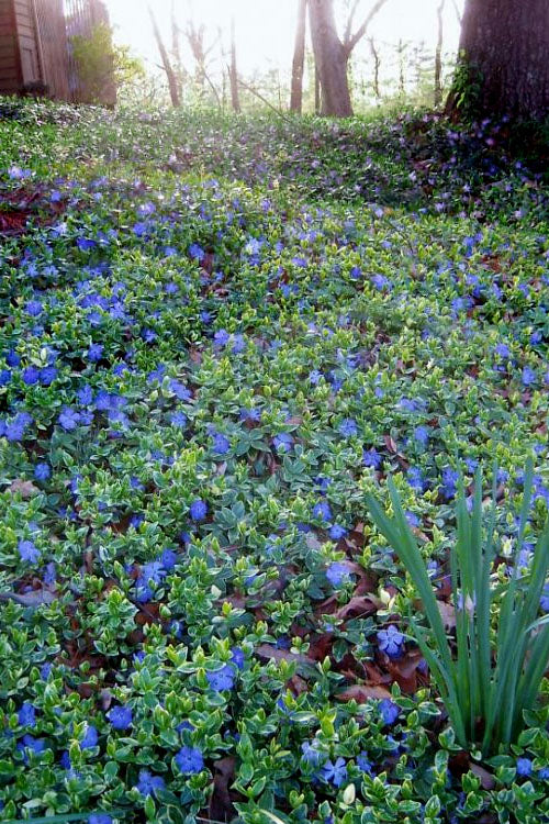  Ralph Shugert Variegated Periwinkle (Vinca Minor) - 10 Pack Of Pint Pots