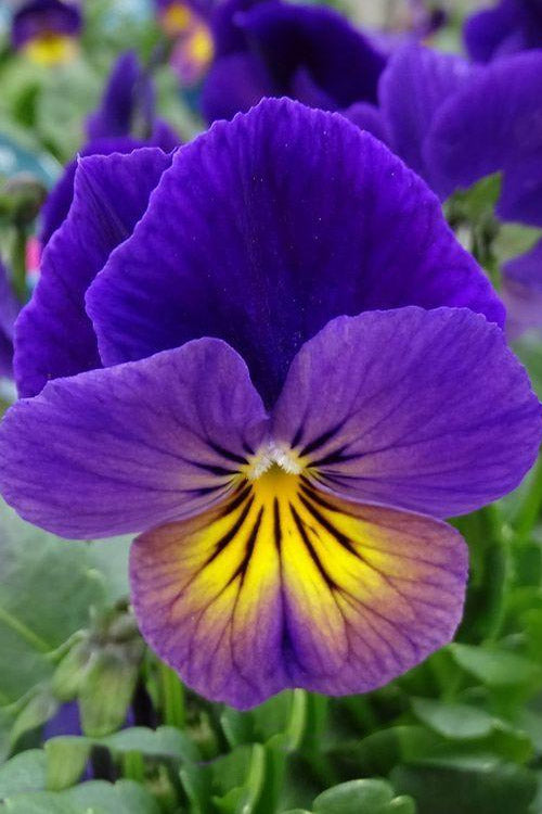  Celestial Northern Lights Hardy Viola - 5 Pack Of Quarts