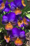  Celestial Northern Lights Hardy Viola - 5 Pack Of Quarts