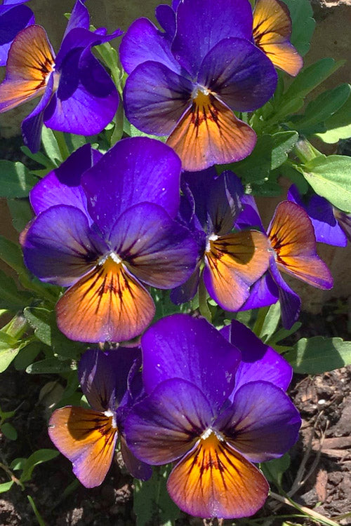  Celestial Northern Lights Hardy Viola - 5 Pack Of Quarts